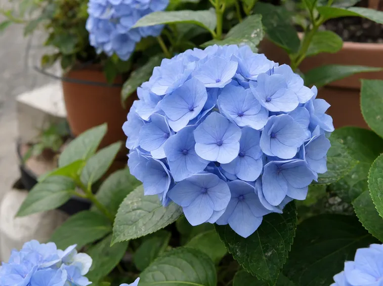 Ortensia azzurra
