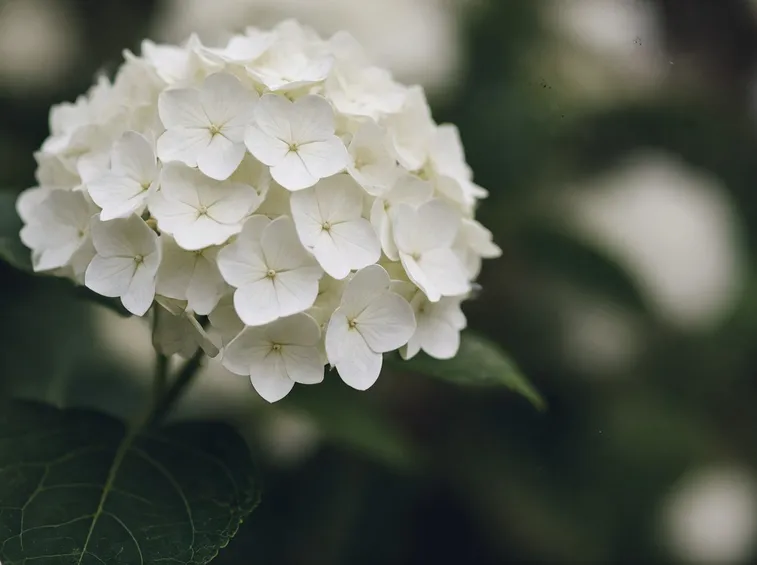 Fiore di ortensia