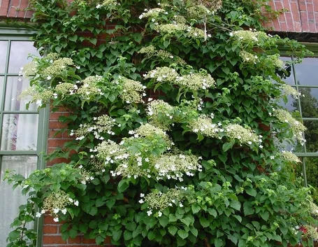 Fioritura ortensia