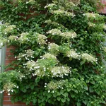 Fioritura ortensia