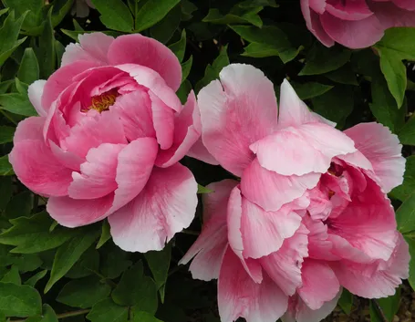 Peonia