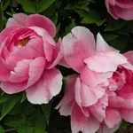 Peonia