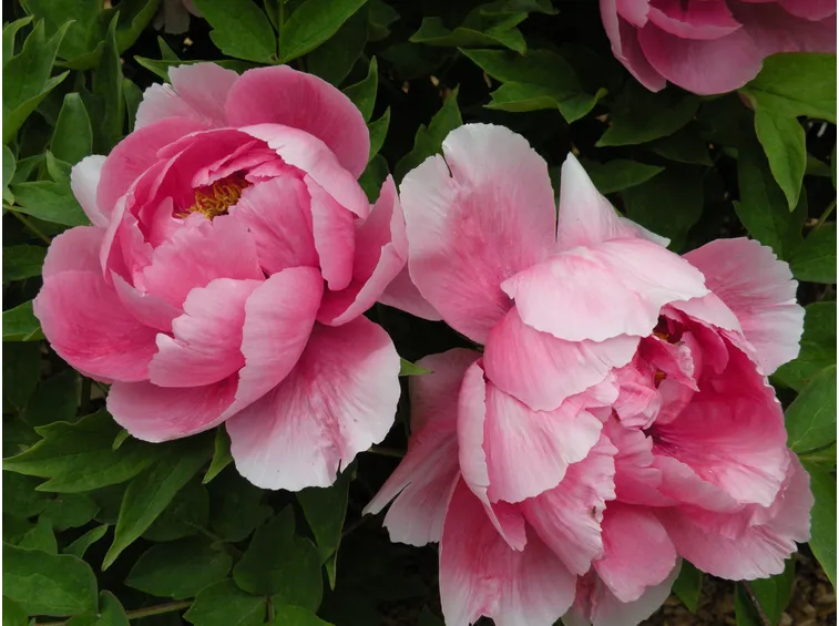 Peonia