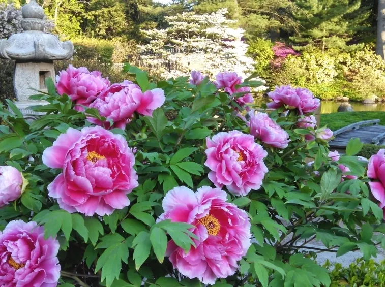 Giardino peonie