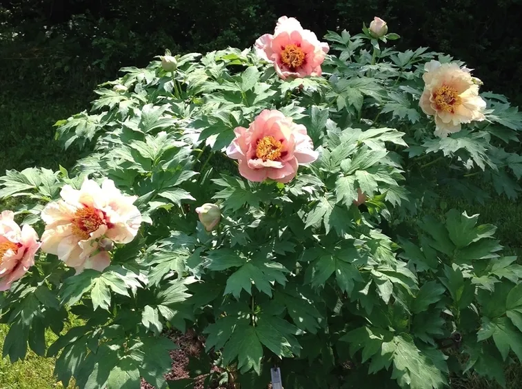Fiori peonie