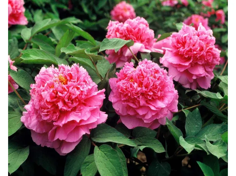 Peonia in piena fioritura