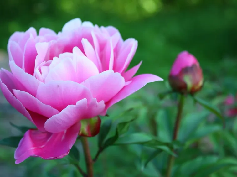 Peonia Lactiflora 