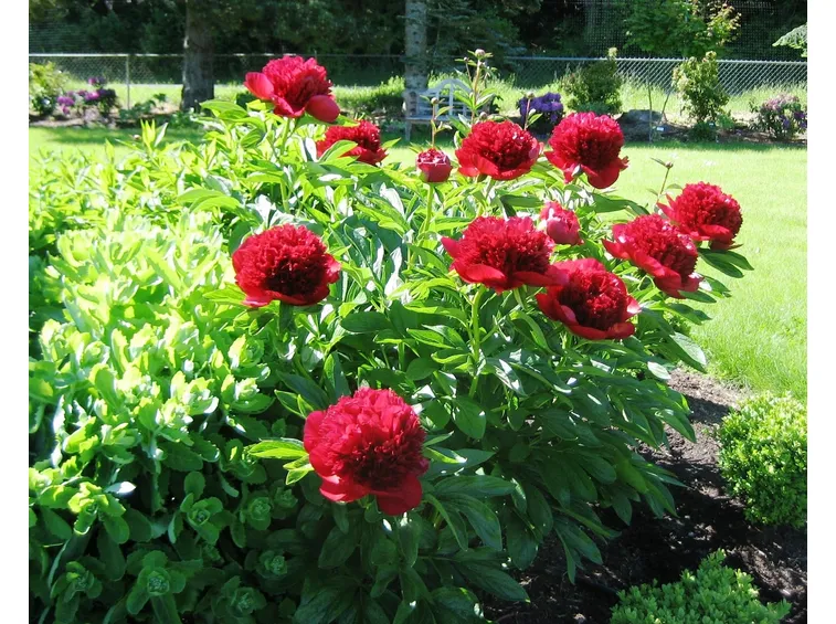 Siepe di peonia