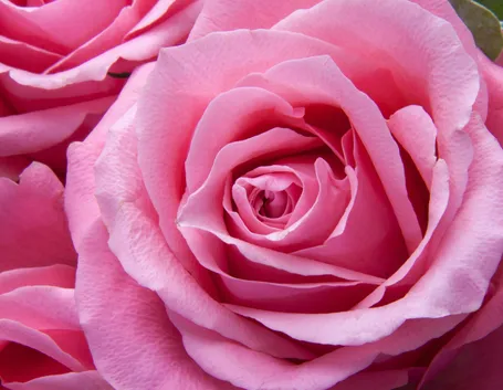 Una rosa di colore rosa acceso