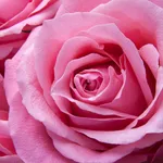 Una rosa di colore rosa acceso