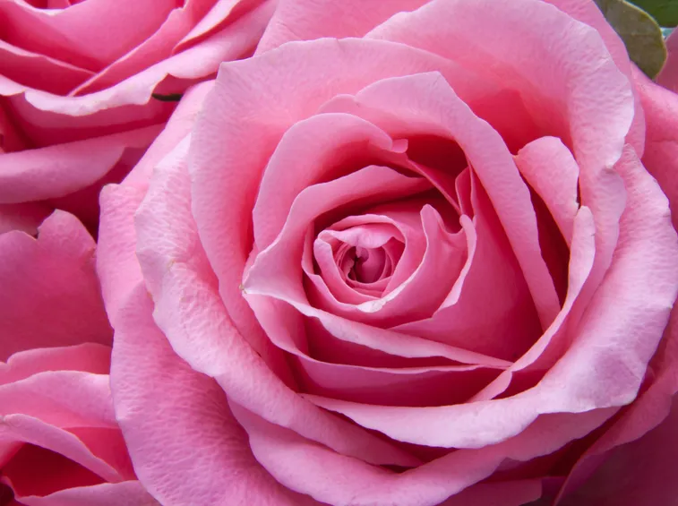 Una rosa di colore rosa acceso