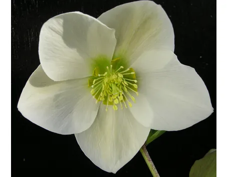 Rosa di Natale bianca