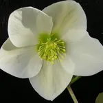 Rosa di Natale bianca