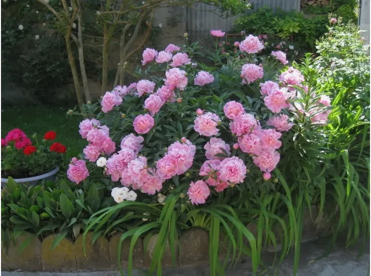 Pianta di peonia