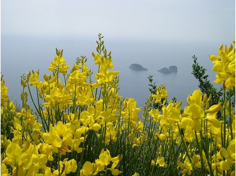 Ginestre dorate