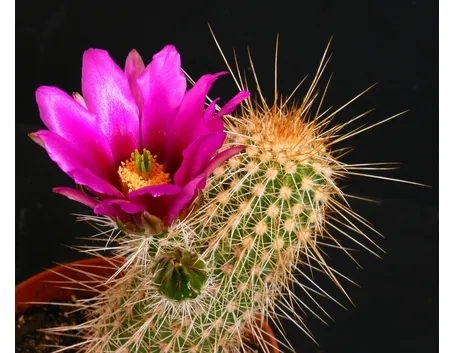 Echinocereus apachensis
