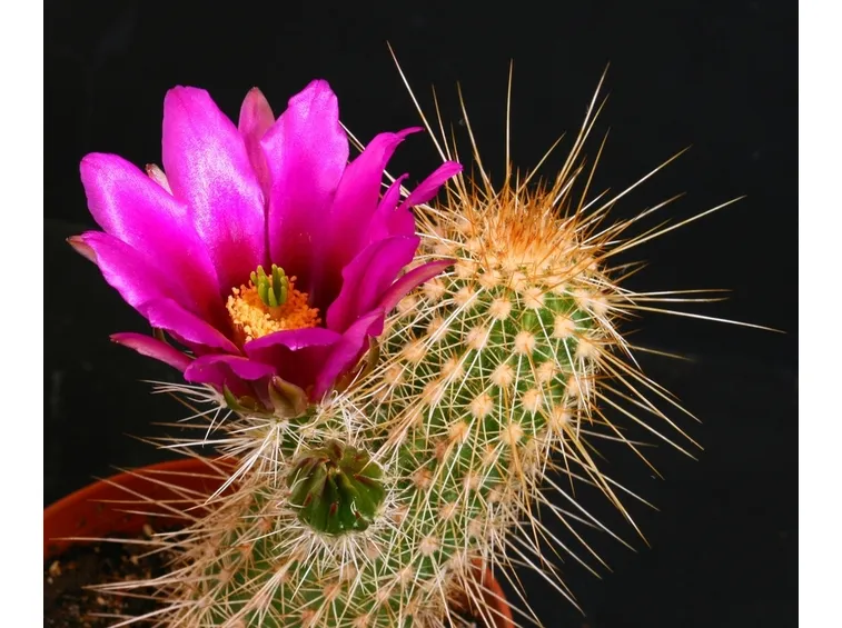 Echinocereus apachensis