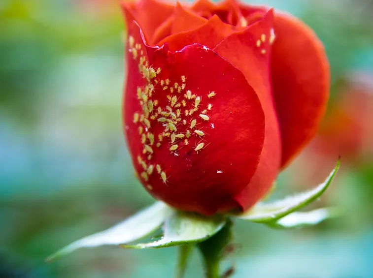 Afidi rose rampicanti