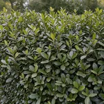 Cosa chiedere a un sempreverde che deve schermare d'inverno