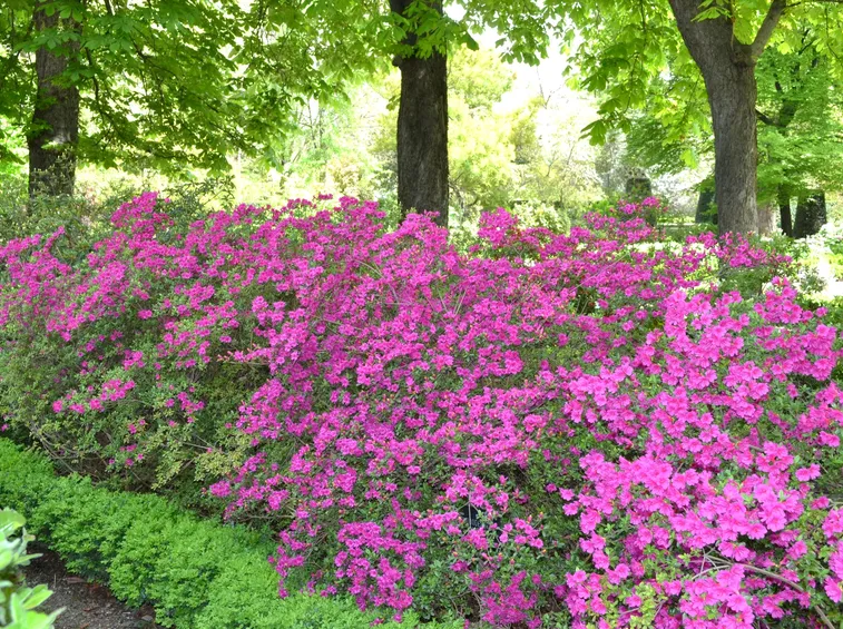 Arbusti di Rododendro in fiore