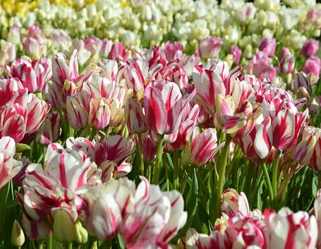 fiori di tulipano
