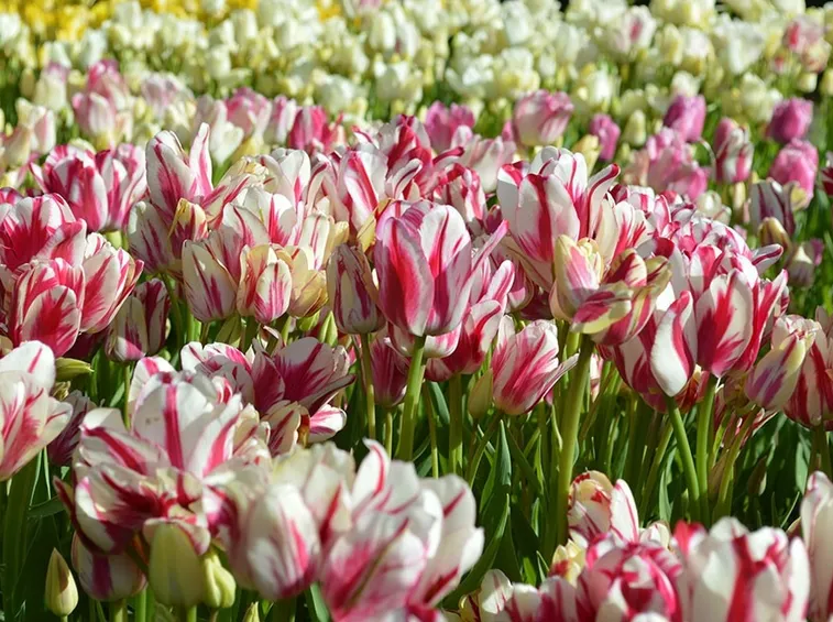 fiori di tulipano