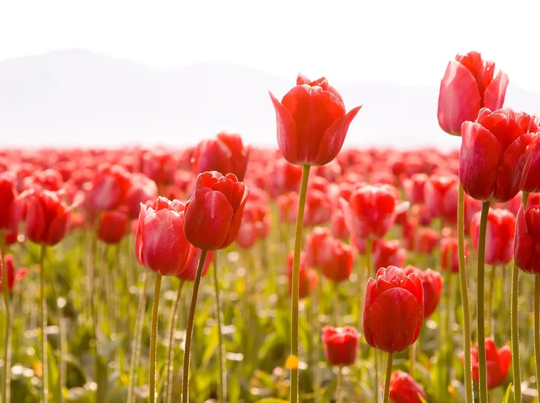 Campo di tulipani rossi