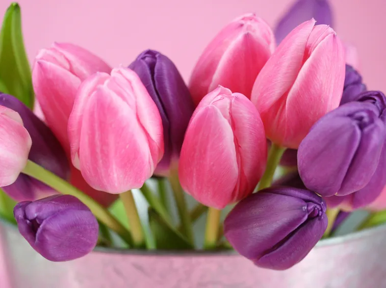 Tulipani rosa e viola