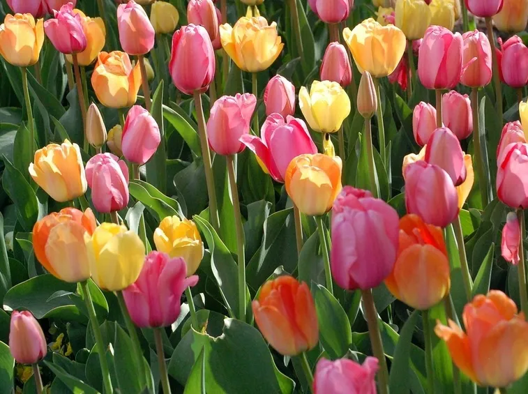 Alcune piante di tulipano