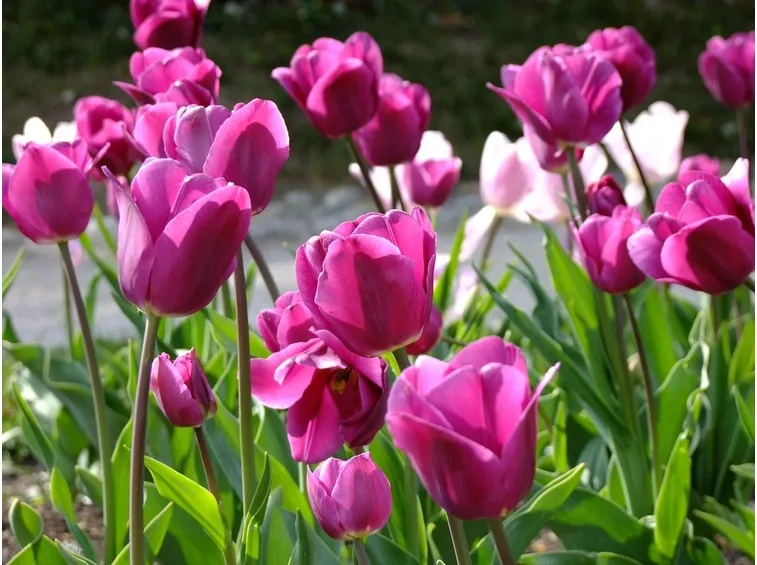 tulipani colorati