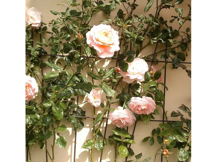 Traliccio per rose