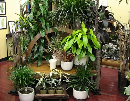 Piante in vaso in un interno