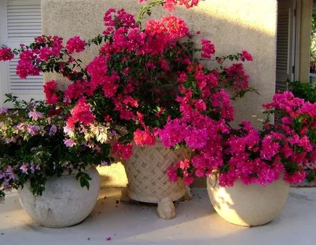 Vasi fiori