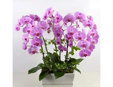 Vasi orchidee