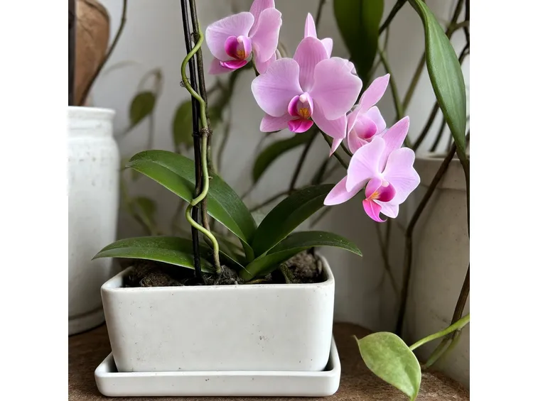 Vasi orchidee