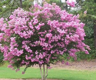 Alberi da giardino