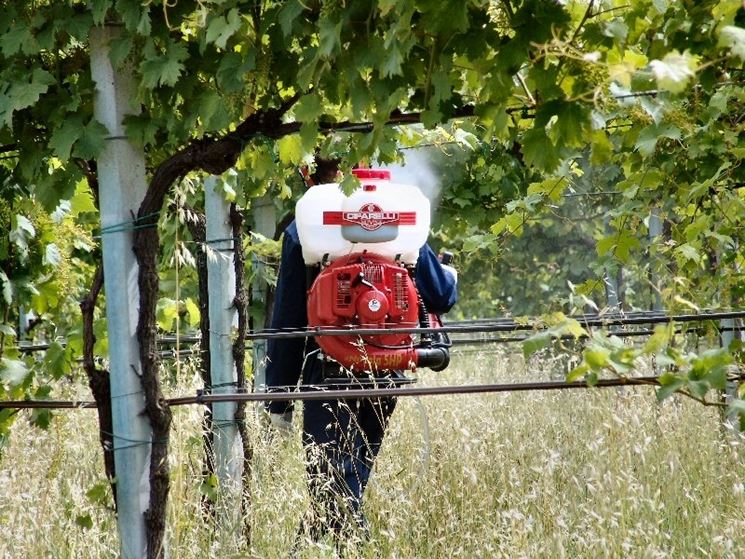 Disinfestazione con spruzzatore in una vigna