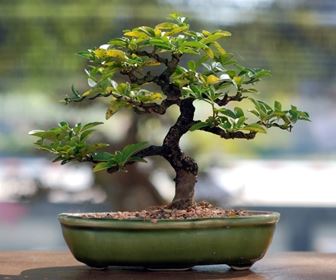 Cura bonsai