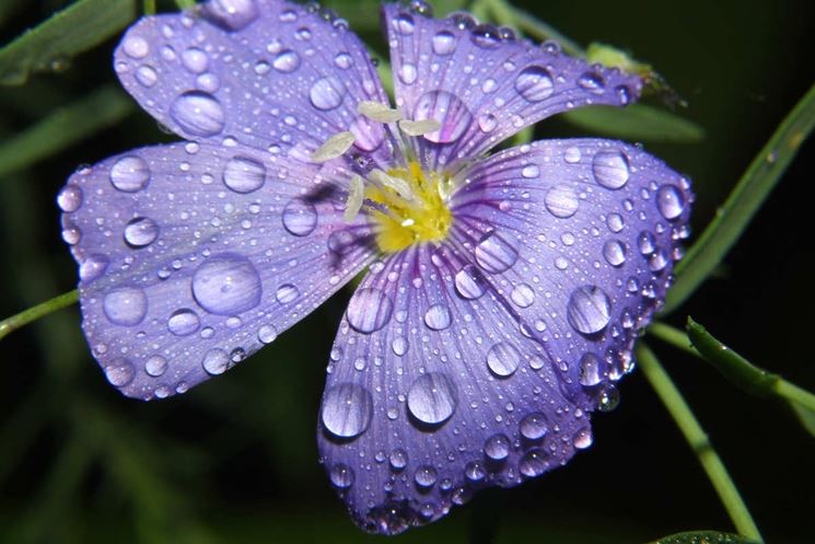 Acqua elemento vitale vegetazione