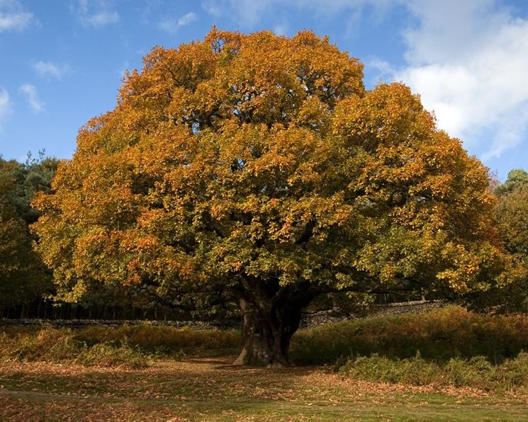 Albero di rovere