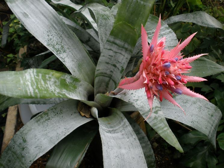 aechmea fasciata