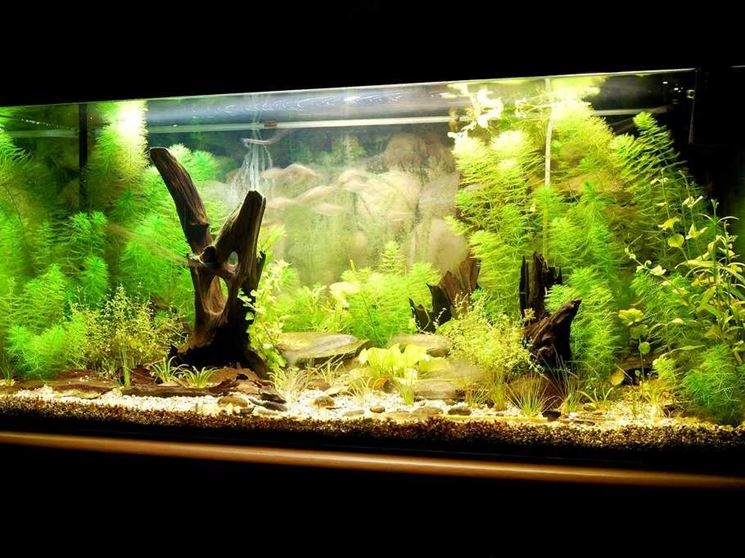 Acquario con pesci