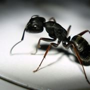 Esemplare di formica da appartamento