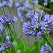 agapanthus blu