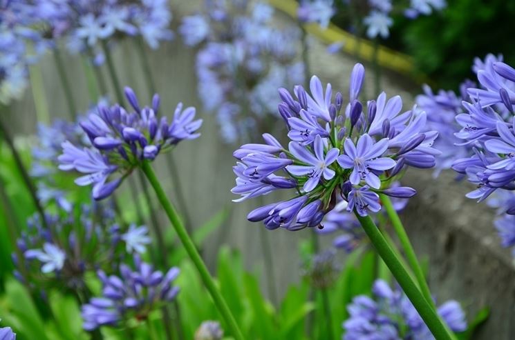 agapanthus blu