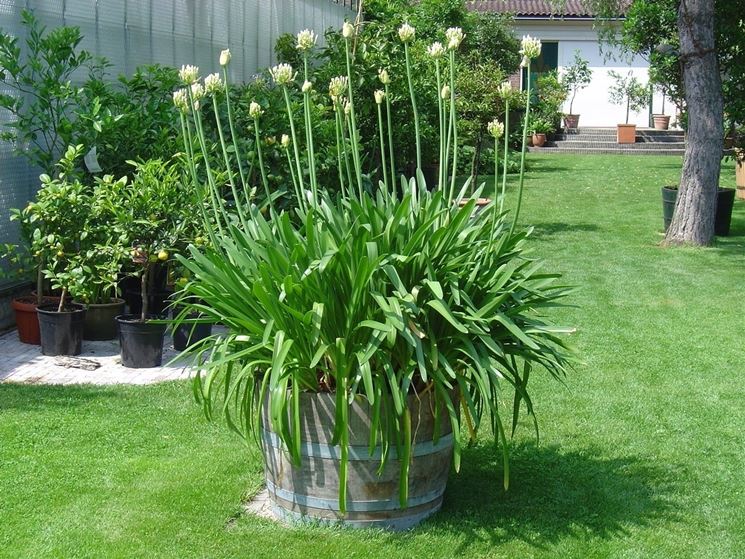 Agapanthus rigogliosi in tinozza