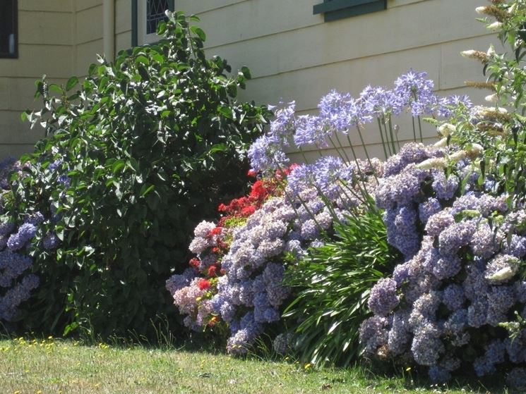 Agapanthus e ortensie