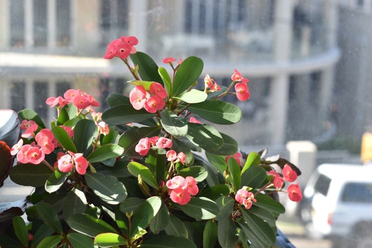 Balcone con piante da fiori