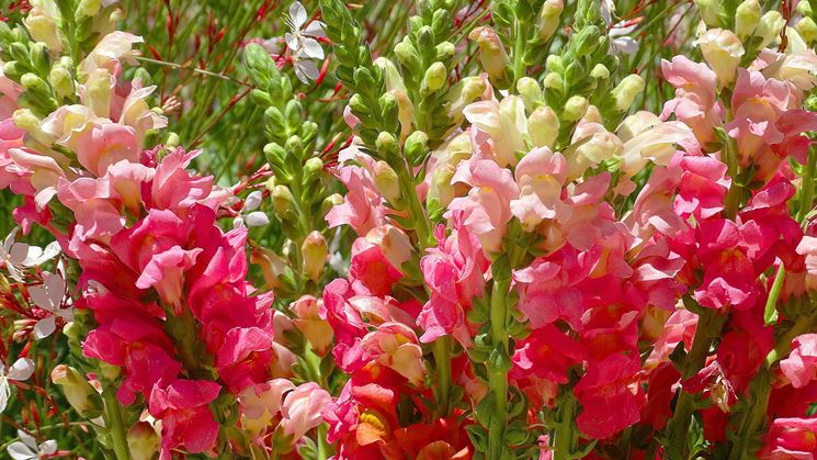 Bellissime Bocche di leone in giardino