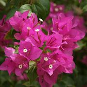 Fiori e brattee di bouganvillea